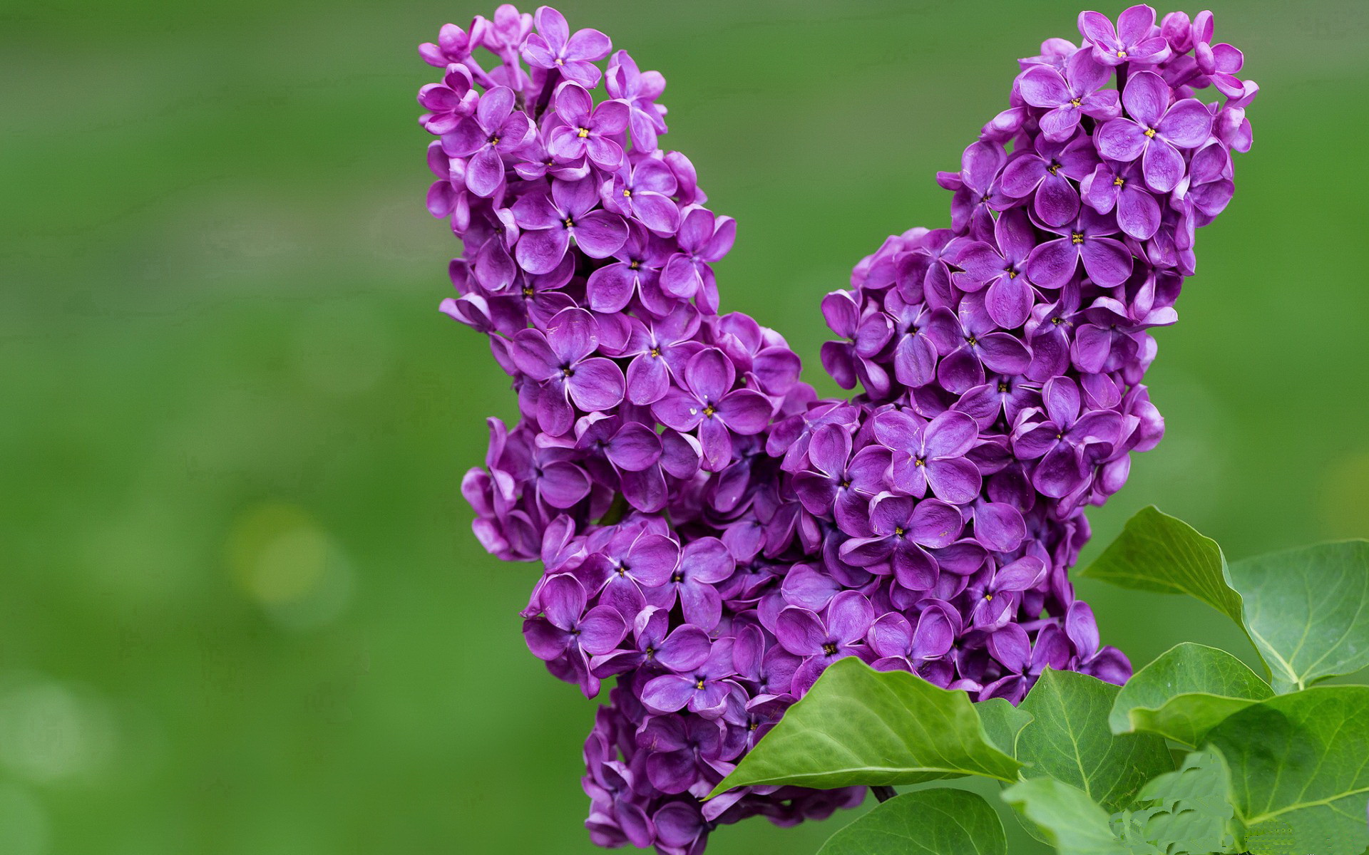 利兹联主场大败,遭遇两连败,球队士气下滑,利兹联集锦