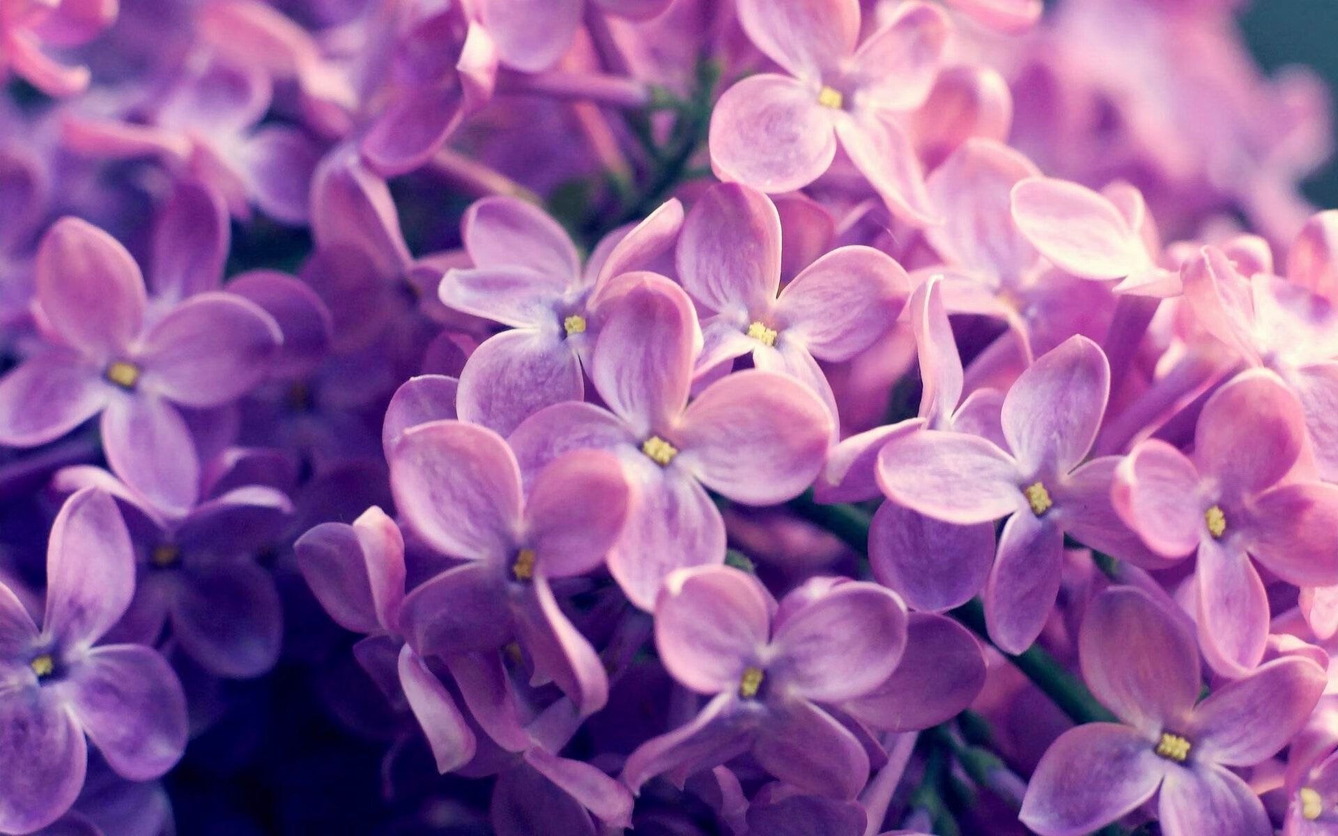 篮球比赛视频公开平台上线助力青少年学习实战战术技巧,篮球比赛视频播放