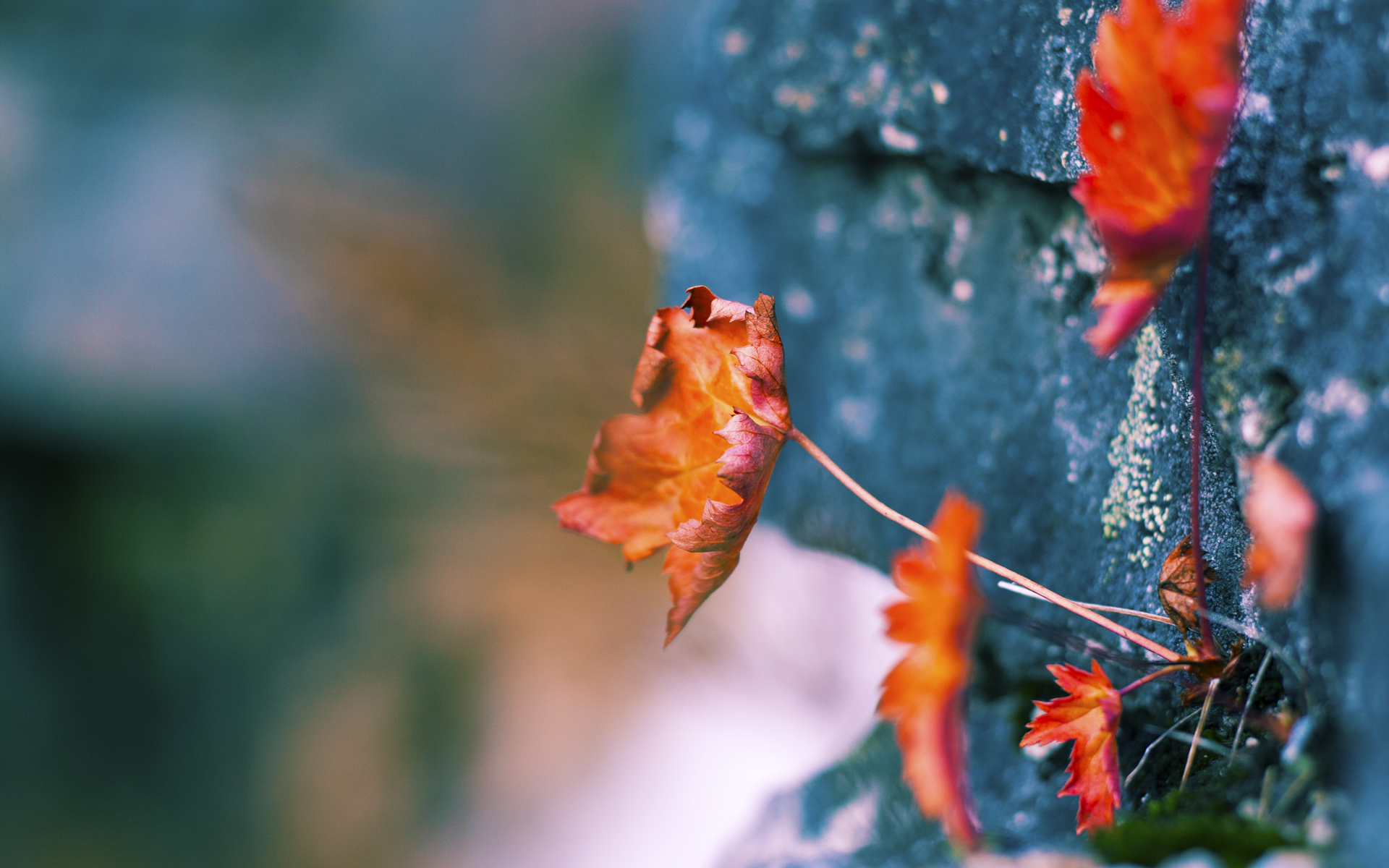 苏炳添进行专项爆发力训练日程紧凑,苏炳添的爆发力怎么训练的